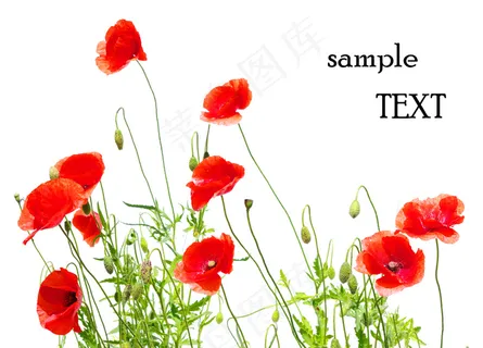 高清罂粟花图片下载