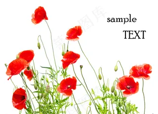 高清罂粟花图片下载