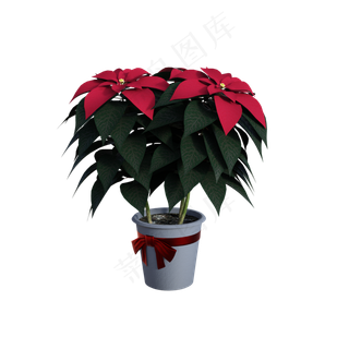 孤立, 一品红, 冬天, 装饰风格, 来临, 历史的孤立 