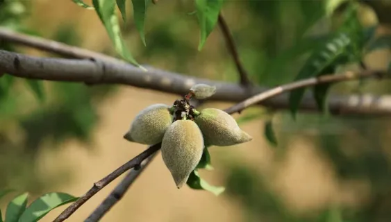 树上的桃子 树上的桃子