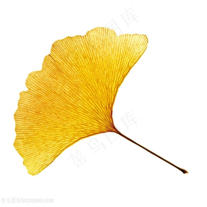 黄色银杏叶图片