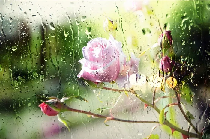 雨滴唯美玫瑰花