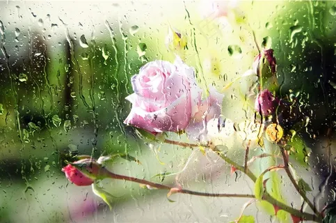 雨滴唯美玫瑰花 雨滴唯美玫瑰花
