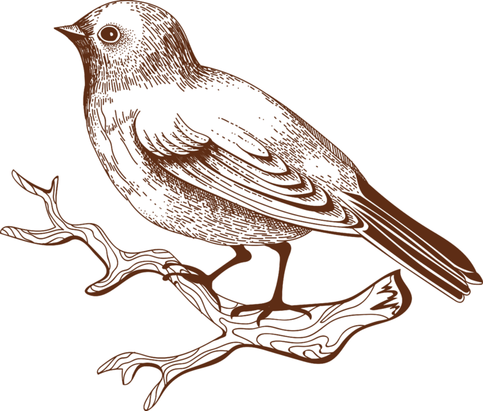 简约风手绘素描动画小鸟鸟儿免扣PNG图片素材 (18)