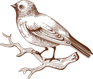 简约风手绘素描动画小鸟鸟儿免扣PNG图片素材 (18)