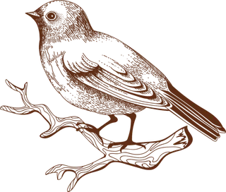 简约风手绘素描动画小鸟鸟儿免扣PNG图片素材 (18)