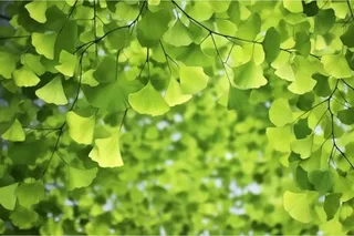 绿色银杏叶背景