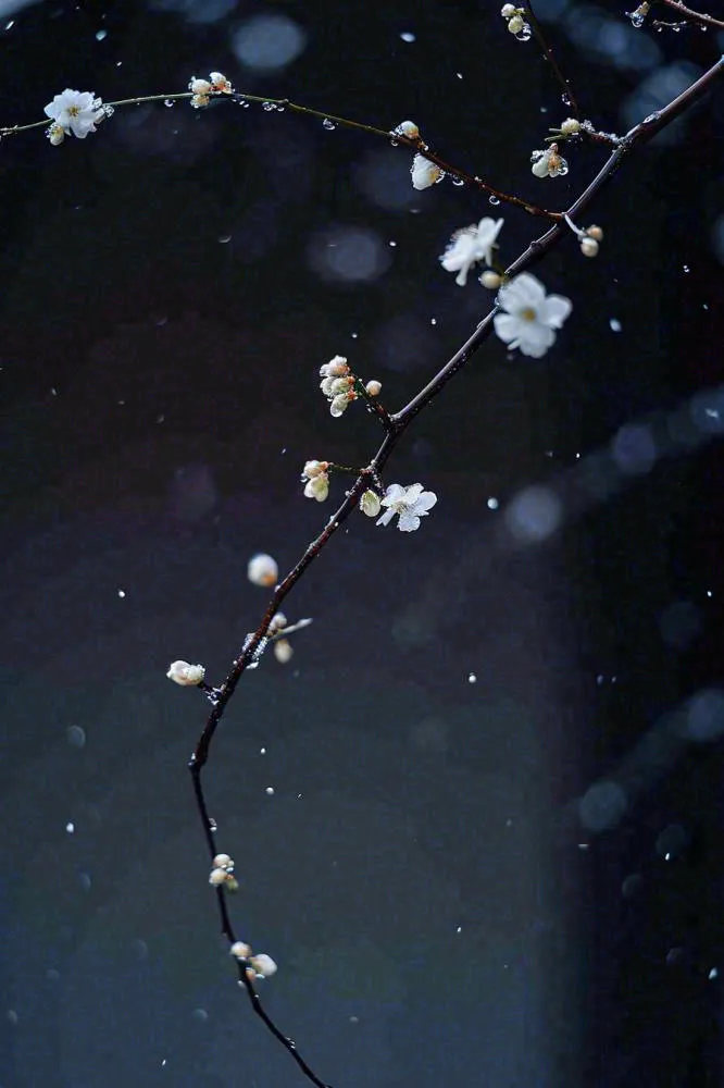 冬天雪花枝叶植物简约意境，冬季小雪大雪冬至摄影图(896x1344)