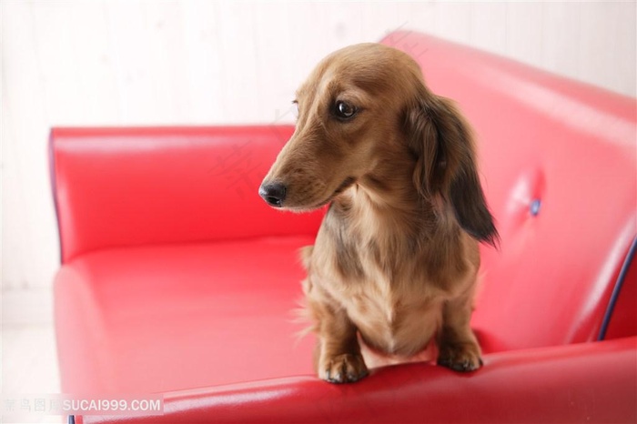红沙发上腊肠犬狗狗图片