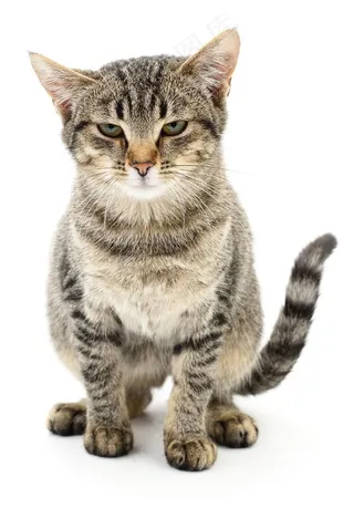 可爱的小猫动物大图