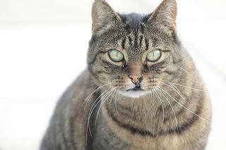 可爱猫咪 动物 素材 奶萌 (188)