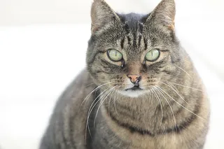 可爱猫咪 动物 素材 奶萌 (188)