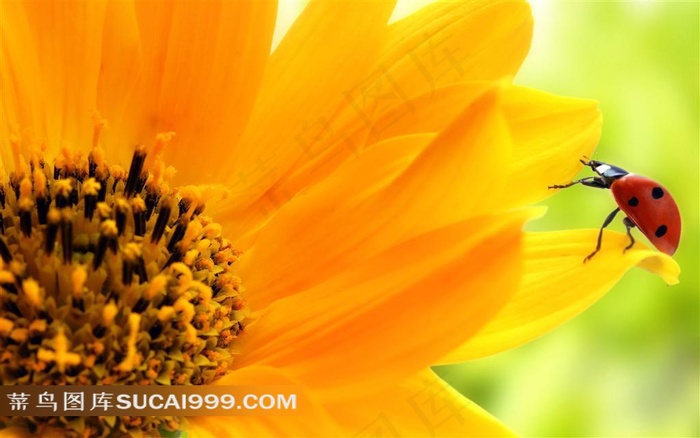 向日葵七星瓢虫摄影