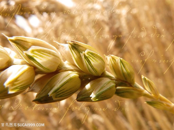 粮食素食小麦图片