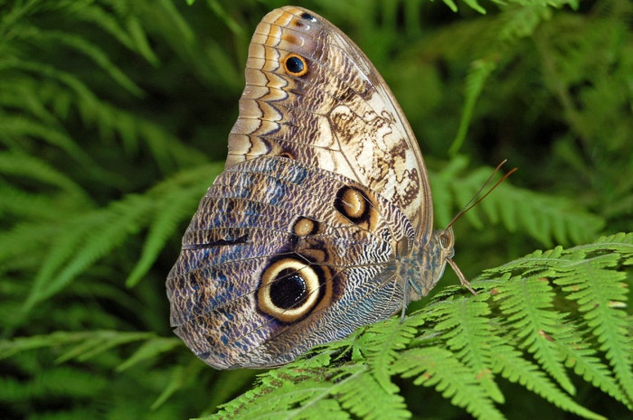 美丽斑点蝴蝶图片