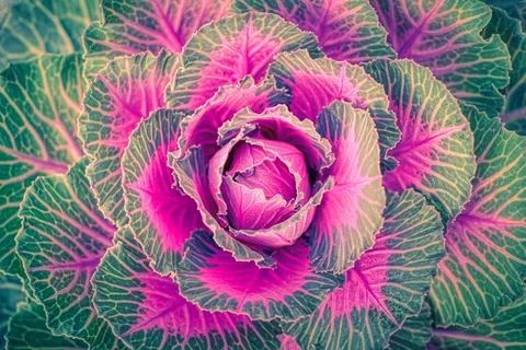 双色卷芯包菜图片 双色卷芯包菜图片