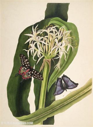 蝶恋花浪漫时尚工笔画插画