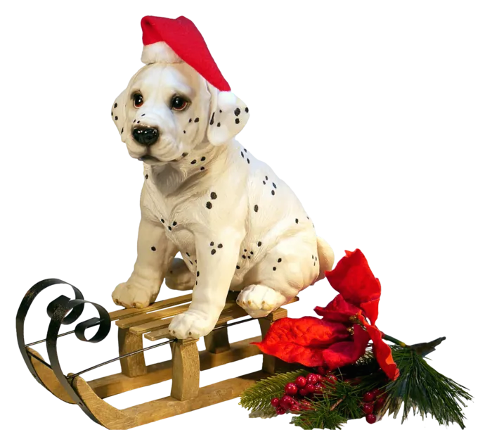 雪橇犬圣诞节动物