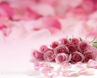 玫瑰鲜花背景素材 玫瑰鲜花背景素材