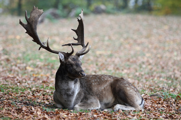鹿野生梅花鹿动物园设计素材