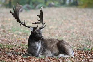 鹿野生梅花鹿动物园设计素材