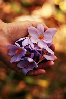 手中的鲜花摄影大图手势图片 手中的鲜花摄影大图手势图片