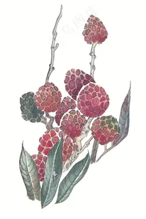 国画瓜果蔬菜鱼虾蟹系列摄影图片