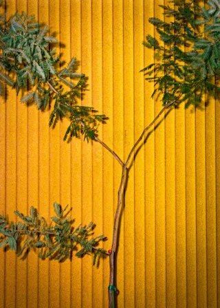 黄色墙壁与绿叶树枝图片