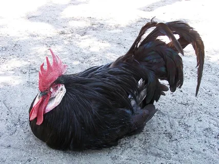 鸡母公鸡走地鸡散养鸡鸡肉农村牧场小鸡