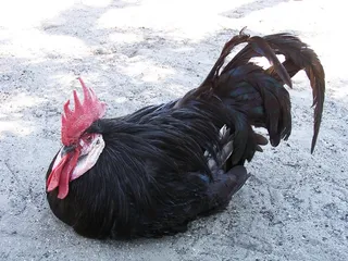 鸡母公鸡走地鸡散养鸡鸡肉农村牧场小鸡