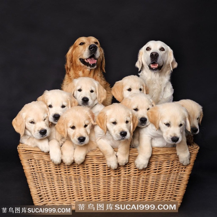 高清可爱金毛一家狗狗图片