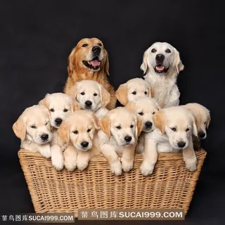 高清可爱金毛一家狗狗图片