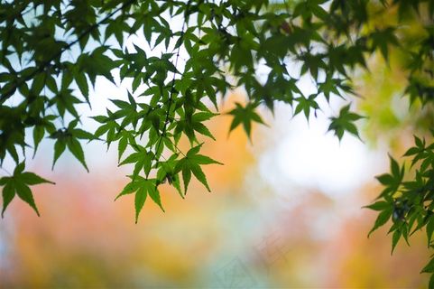 翠绿的枫树树叶图片