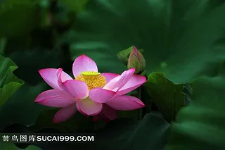 荷花近景特写图片