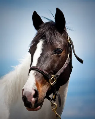 黄色马头白色身子的骏马图片