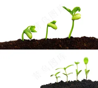 种子发芽过程示意图