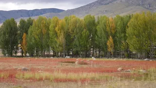 秋天稻城胡杨林红草滩
