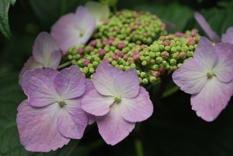 绣球花盛开花朵图片 绣球花盛开花朵图片