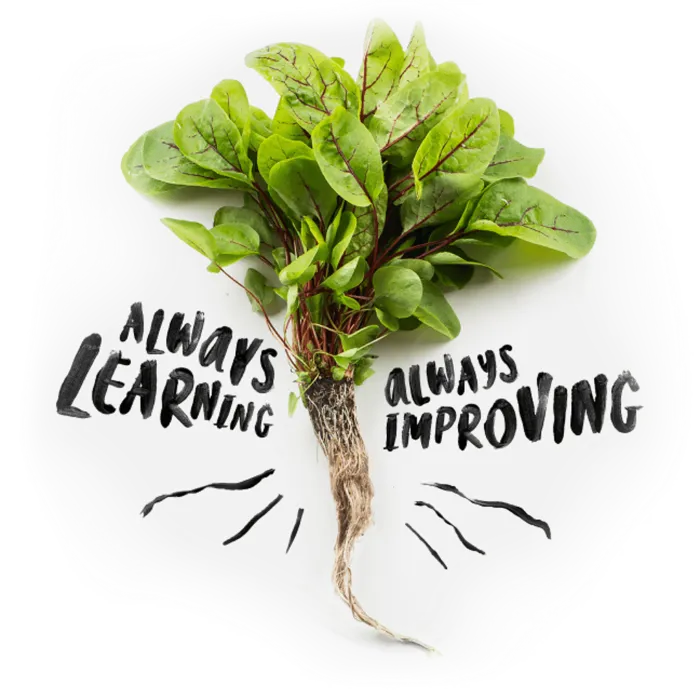 苋菜素材农村种植现代农业