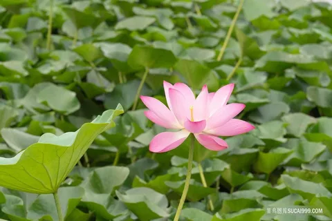 池塘里的荷花 池塘里的荷花