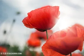 高清唯美虞美人特写鲜花图片