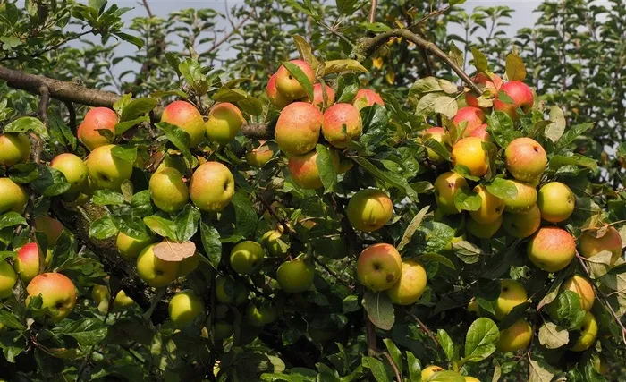 成熟的苹果树