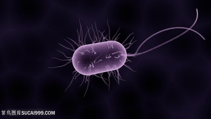 电子显微镜下的细菌微生物