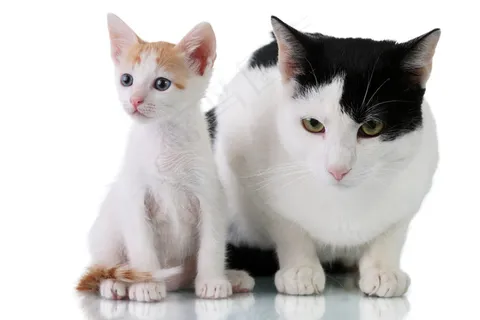 可爱小猫图片下载 可爱小猫图片下载