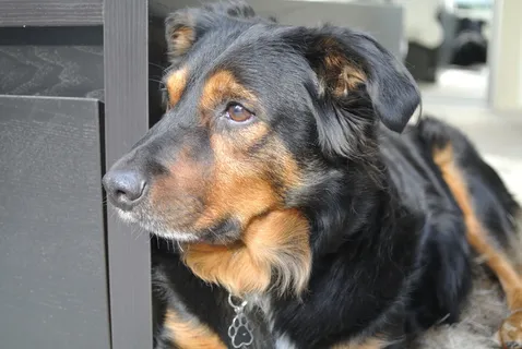 澳大利亚牧羊犬图片 澳大利亚牧羊犬图片