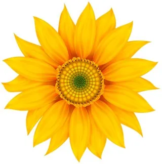 向日葵免抠