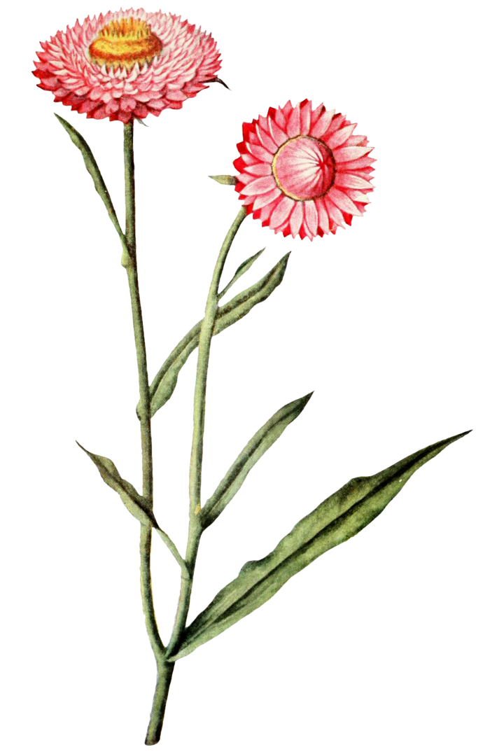 复古手绘植物花卉玫瑰花PNG免扣图案高清图片PS设计素材图