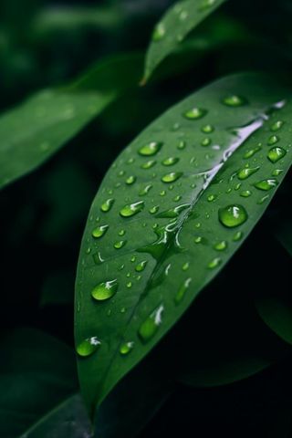 简约绿叶上有水滴背景