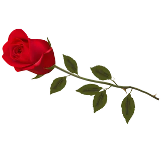 鲜花玫瑰免扣素材