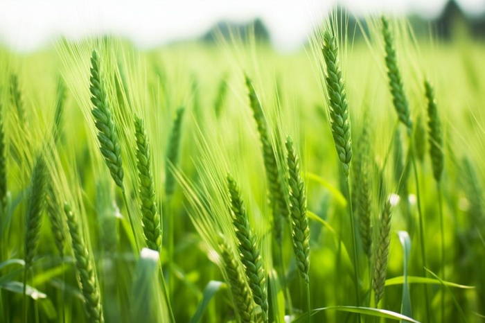 小麦麦穗稻穗摄影图素材背景